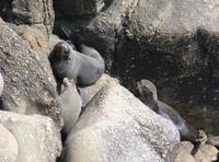 Seebär (Seal)