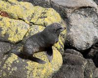 Seebär (Seal)