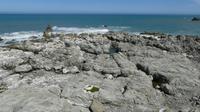 Seebären bei Kaikoura