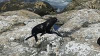 Seebären bei Kaikoura