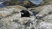Seebären bei Kaikoura