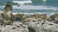 Seebären bei Kaikoura