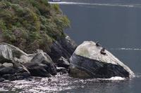 Seehunde im Milford Sound