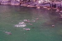 Seehunde im Milford Sound