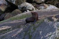 Seehunde im Milford Sound