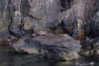 Seehunde im Milford Sound