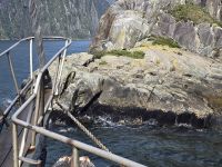 Seelöwen am Milford Sound