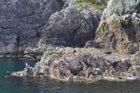 Seelöwen und Möwe in der Bay of Islands