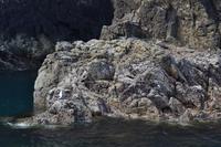 Seelöwen und Möwe in der Bay of Islands