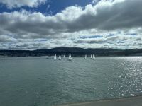 Segelboote in der Otago Bay