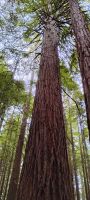 Sequoia 