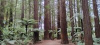 Sequoia und Farnbäume 