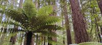 Sequoia und Farnbaum 