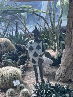 Singapore flower dome (7)