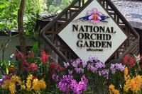 Singapur - Nationaler Orchideengarten
