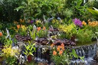 Singapur - Nationaler Orchideengarten