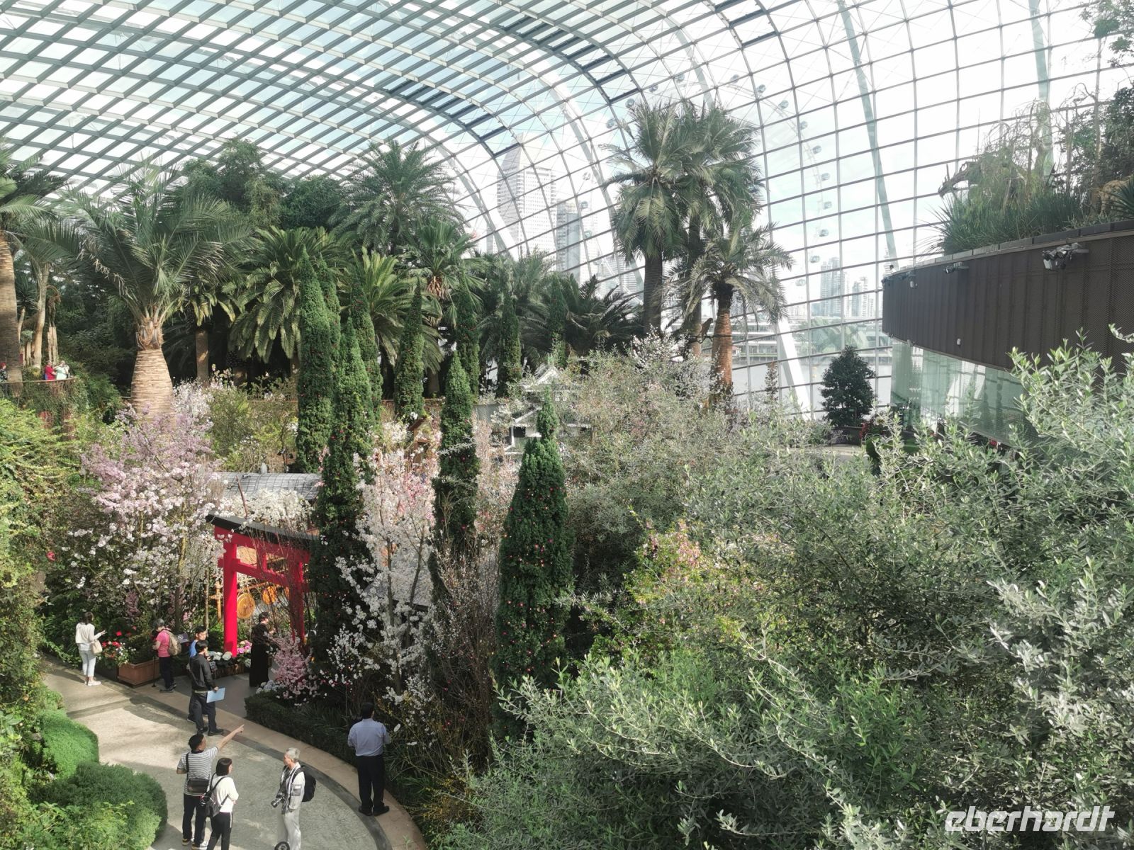 Singapur, Flower Dome, eine Sonderschau zur Kirschblüte lässt die Halle erstrahlen.