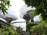 Singapur