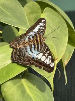 Singapur