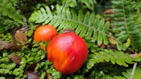 Solanum lycopersicum oder Amanita muscaria? 
