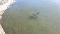 Stachelrochen in der Bucht von Mangonui, Danke für das Foto an J.B.