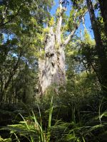 Stamm eines Kauribaum