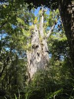 Stamm eines Kauribaum