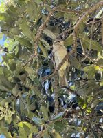 Strand Kawakawa 