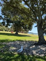 Strand Kawakawa 