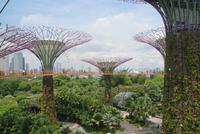 Super Trees