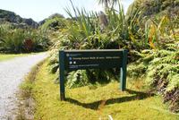 Swamp Forest Walk