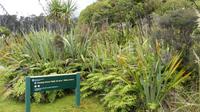 Swamp Forest Wanderweg bei Haast