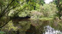 Swamp Forest Wanderweg bei Haast