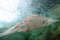 Sydney Aquarium