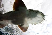 Sydney Aquarium