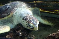 Sydney Aquarium