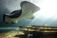 Sydney Aquarium