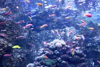 Sydney Aquarium