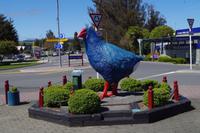 Takahe