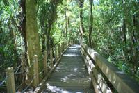 Tane Mahuta (4)