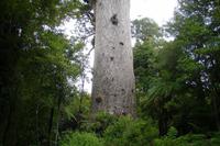 Tane Mahuta (Herr des Waldes) - Kauribaum