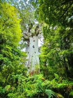 Tane Mahuta, die Kauribäume sind beeindruckend hoch