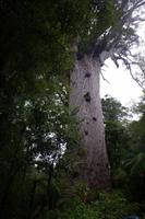 Tane Mahuta