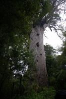 Tane Mahute