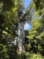 Tape Mahuta 