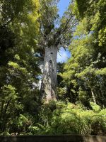 Tape Mahuta 