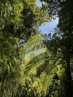 Tape Mahuta 