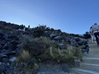 Tasman See 