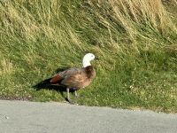 Tasman See 