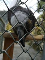 Te Anau - Kaka